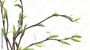 Opening buds on twigs timelapse. Spring willow leaves time-lapse Close-up. Foliage. Spring nature Easter leaf on white background. Botany. 4K UHD video time lapse