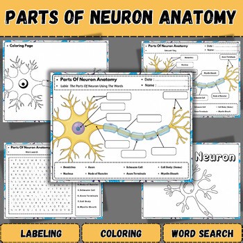 Parts of Neuron Anatomy Worksheets & Activities | Science & Biology Anatomy