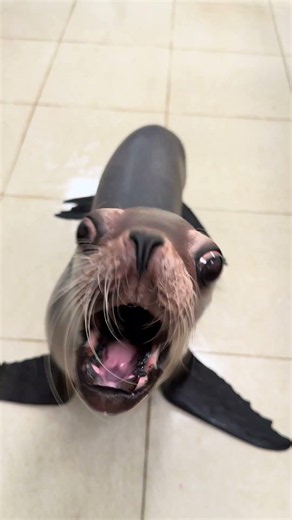 Sea Lion Gets Angry at Pretend Stapler Attack || ViralHog
