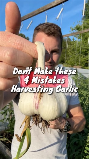 Follow for more gardening tips! And don’t make these 4 mistakes when you harvest your garlic. When growing garlic, we’re usually growing them in bulk so we can have some to use throughout the year. To promote long-term storage and shelf life it’s best to follow these four practices. Here’s to another successful year of growing garlic! #garlic #growinggarlic #growgarlic #gardeningtips #gardeningtip #growyourown #growyourownfood #homestead #homesteading | Earth, Nails & Tails