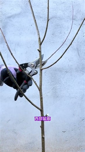 How to prune green willow saplings