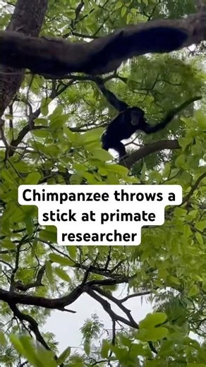 Chimp throws a stick at a researcher #chimp #primatology #anthropology #chimpanzee