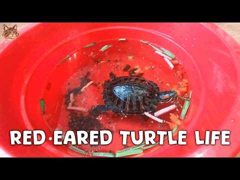 Calm Red eared Turtle eats - Relax and Chill Out 😌 Relax Video 3