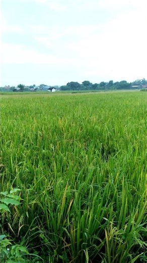 Peaceful Rural Village Morning • Rice Field ASMR & Bird Sounds