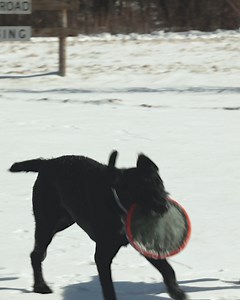 The skin is your pet’s first line of defense and there are many factors that contribute to having healthy skin. Certified Veterinary Technician Jody Griffiths provides tips on how to manage your pet’s healthy skin and coat. 🐕 #StandardProcess #PetHealth | Standard Process Inc.