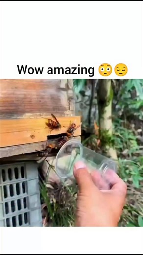 tonnyticks on Instagram: "What a trap to get wasps The video captures a person in a lush, tropical setting using a plastic cup to trap and relocate large, reddish-brown paper wasps emerging from a nest in a weathered wooden box, then drowning them in a jar of liquid, showcasing bold, tool-free pest management without apparent stings. Shared by @wildanimalpis , an account focused on redistributing viral wildlife clips (disclaiming ownership), the post exploded to 5.3 million views within hours on