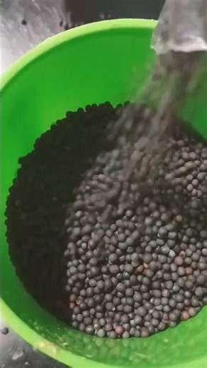 Do mustard seeds offer amazing benefits?