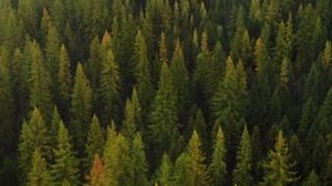 2.7K views · 109 reactions | It is #NationalForestWeek, and we are celebrating by finding our Forest Mode with our partners at The National Forest Foundation. | U.S. Forest Service | Facebook