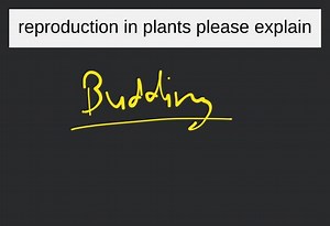 reproduction in plants please explain... | Filo
