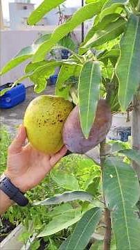 Apple Mango Taste Review | जाने एप्पल मैंगो का स्वाद व रंग कैसा है #mango #gardeningtips #shortsfeed