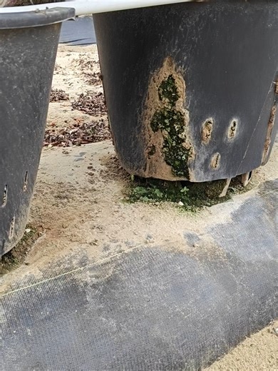 Cultivating Blueberries in 40L Pots