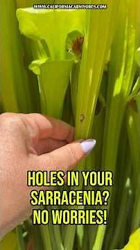 Holes in your Sarracenia? No worries!!