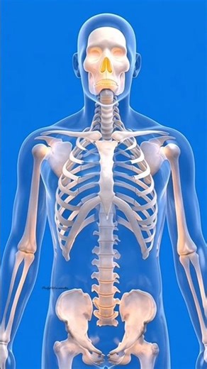 “How Height Really Increases Inside Your Body – 3D Animation”