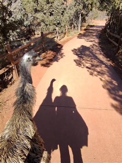 Discover Unique Pets: Dennis and His Emu Adventure