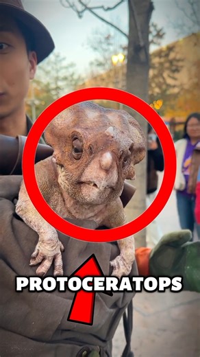 He raised a Protoceratops from birth