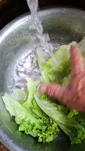 How to wash lettuce without damage for food safety. #farming #sushi