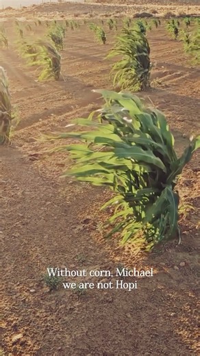 The Hopi Farmer Who Grew an 800-Year-Old Seed 🌽