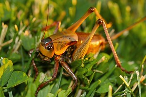 What to Know About the Mormon Cricket