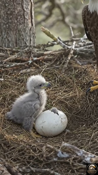 The Second Chick Has Hatched 🥚