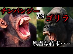 仲が良かったのに！？チンパンジーとゴリラの争い【残虐な結末】