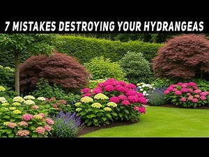 STOP Planting Hydrangeas Wrong! 7 Costly Mistakes You Must Avoid for Beautiful Blooms