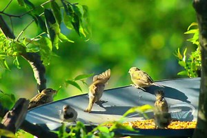 Morning fight in my Garden 🤣 . Good Morning Family 🌞 . Morning Chirping of Birds in my front yard . .Must Watch and Share #wildanimals #naturelover #birdsofprey #FB粉專 #shorts #birdphotography #naturephotography #reelsviral #nature #fbreels #birdlovers #birdwatching | Ayoub Nayiak Wildlife Photographer