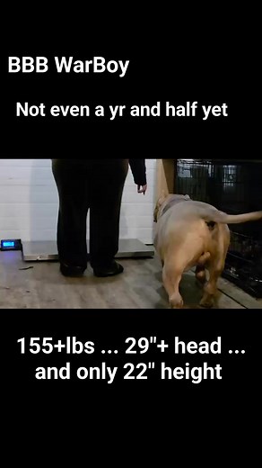 3.5K views · 43 reactions | BBB WARBOY is definitely Built Bigger  #americanbully #xlbully #xlamericanbully #bullylove #bullymom #XLbully #xxlbully #bigdogs #bigdogsofinstagram #bigdogsrule #lilactri #freakofnature #muscle #mass #dogs #bullypuppies #bullypuppy #babydog | BuiltBiggerBullies | Facebook