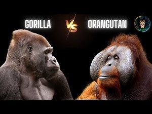 Gorilla vs Orangutan 🦍🌿 The Ultimate Jungle Showdown