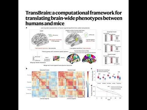 389-TransBrain: Mapping Whole-Brain Between Humans and Mice