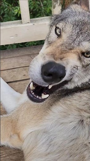 The Best Wolf Trainer! #petwolf #honeythewolf #wolf #wolfdog