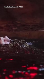 WOW! A Cuban crocodile, a type of crocodile that can gallop up to 22 mph, wowed people at Zoo Knoxville after leaping for his Thanksgiving turkey meal. https://www.wfla.com/news/video-zoo-knoxville-crocodile-leaps-for-thanksgiving-turkey/ | WFLA News Channel 8