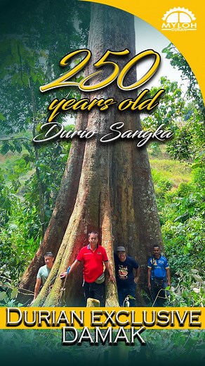 30K views · 200 reactions | Unbelievable discovery!  Found a massive 250-year-old durian tree in Kampung Damak. Nature's treasure, standing tall with stories to tell. #DurianDiscovery #duriandamak #250yearsoldtreedurian | MyLoh Durian | Facebook