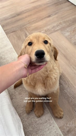 Why You Need a Golden Retriever in Your Life