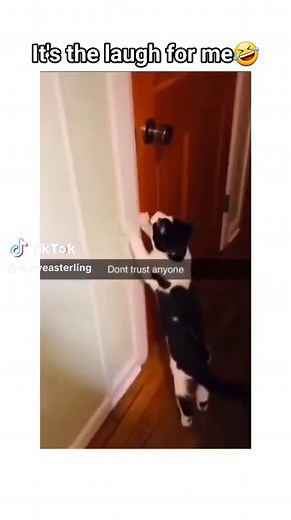 Evil Laughing Cat Compilation