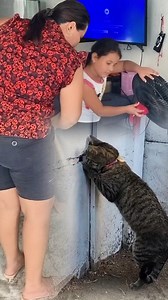 El gato más chimoso del barrio 🐱😹 #GatoChimoso #Vecinos #GatoRey #Mascotas #Animales #Divertido #ReelsGatos | SuaRez videos comedia