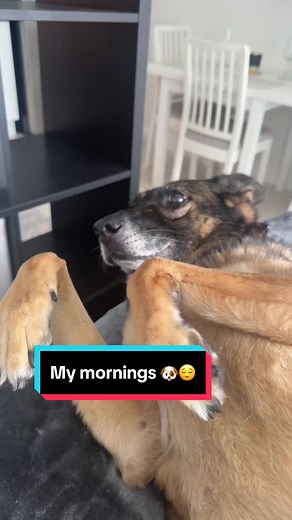 Dorka & Mane & Monte on TikTok