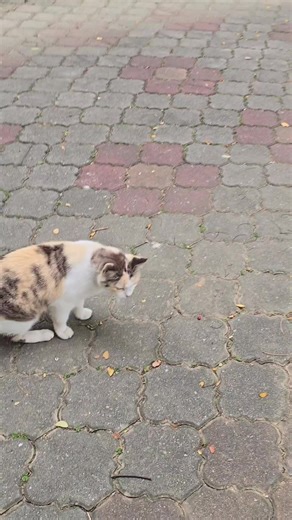 belladebelli on TikTok