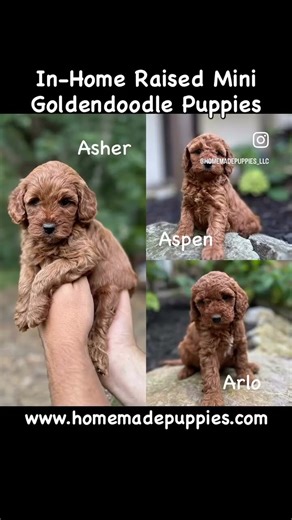 F1b Mini Goldendoodles https://www.homemadepuppies.com/breeds/mini-goldendoodle
