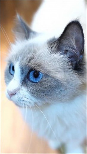 Cat Loving Moments That Will Melt Your Heart | Cute Cat Loving Compilation