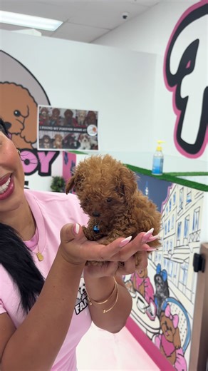 Meet Angel: The Adorable Half Pound Micro Poodle