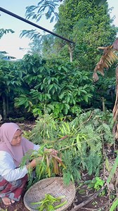 Pertama kalinya masak tumis lamtoro/petai Cina muda, jamur grigit krispi | Tri Yani