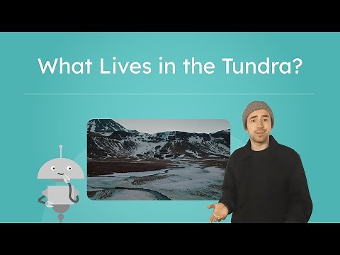 What Lives in the Tundra? - Tundra Biomes and Animal Adaptations