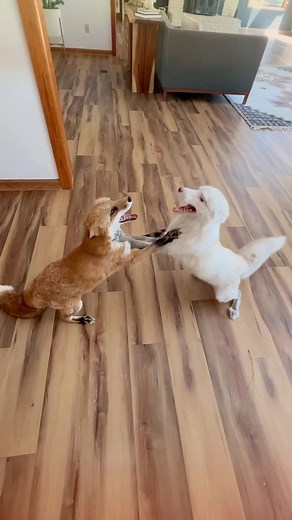 JUNIPER WILDLIFE REFUGE on Instagram: "Juniper 👼, Fig 👼, Elmwood 👹 - - - - #animals #rescue #foxes #wildlife #exotics #choas #goblin #alien #elmwood #thehappiestfox #sanctuary #fyp #florida #juniper #livingwithjuni #fypシ"