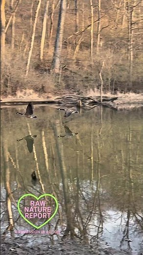 Midwest Country Love Birds - Canadian Geese