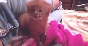 Woman Finds Abandoned Kitten And Keeps Him For Months Only To Find Out He’s A Wild Puma