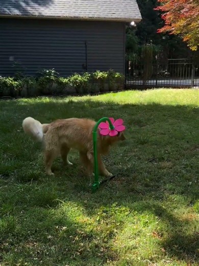 Have a golden retriever they said🤣🥰#animals #funnydog #dog #doglife #fyp