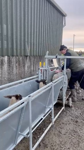 846 reactions · 50 shares | Injecting ewes in the SHEEPEZE clamp/rollover. #sheep #sheepfarming #sheepfarm #sheepfarmer #farm #farming #farmersjournal #sheephandlingequipement #farmequipment #farmlife | SES Stanley Equipment Limited | Facebook