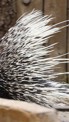 14K views · 198 reactions | Things are getting prickly at Paignton Zoo | Paignton Zoo | Facebook