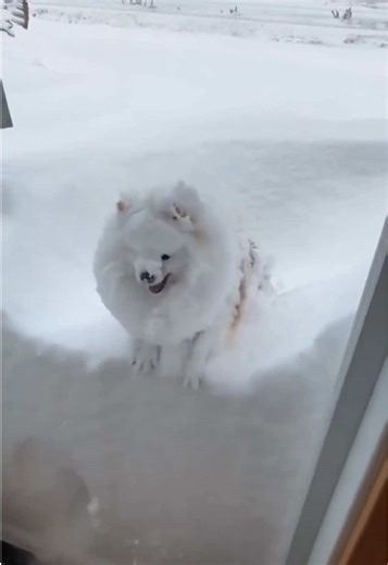 Pomeranian Enjoys Daily Snow Adventures