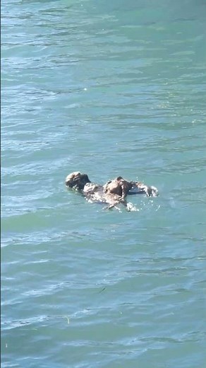 #seaotters #cuteanimals CUTEST Sea Otters @ Morro Bay California - Otter Live #morrobay #california